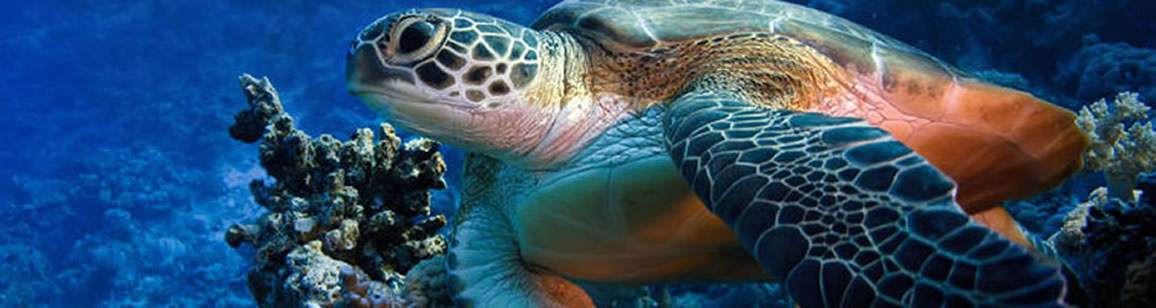 Observation Tortue 2N/3J - Mosaique Malgache